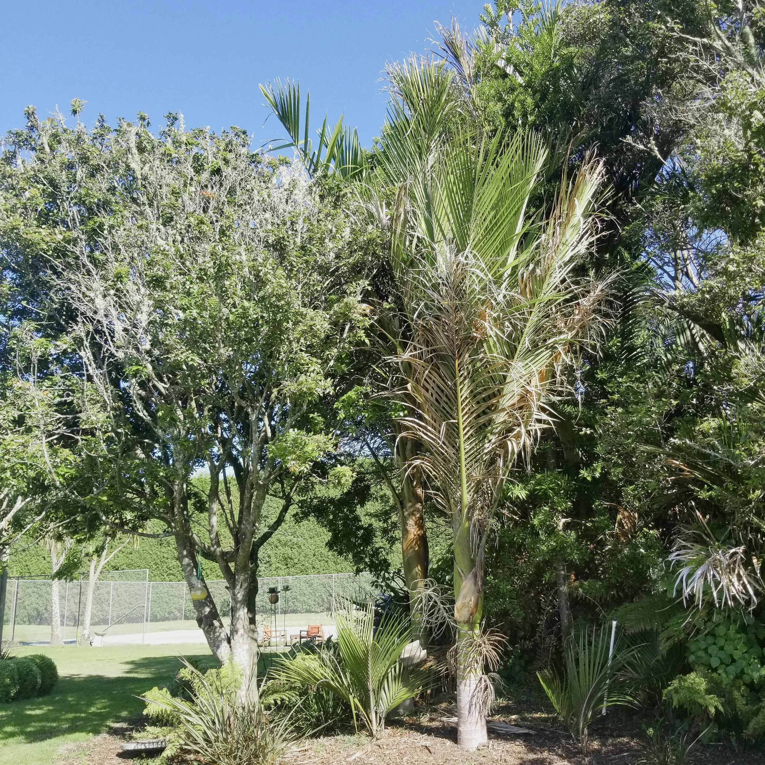 Rhopalostylis sapida — Naturally Native New Zealand Plants (2013) Ltd